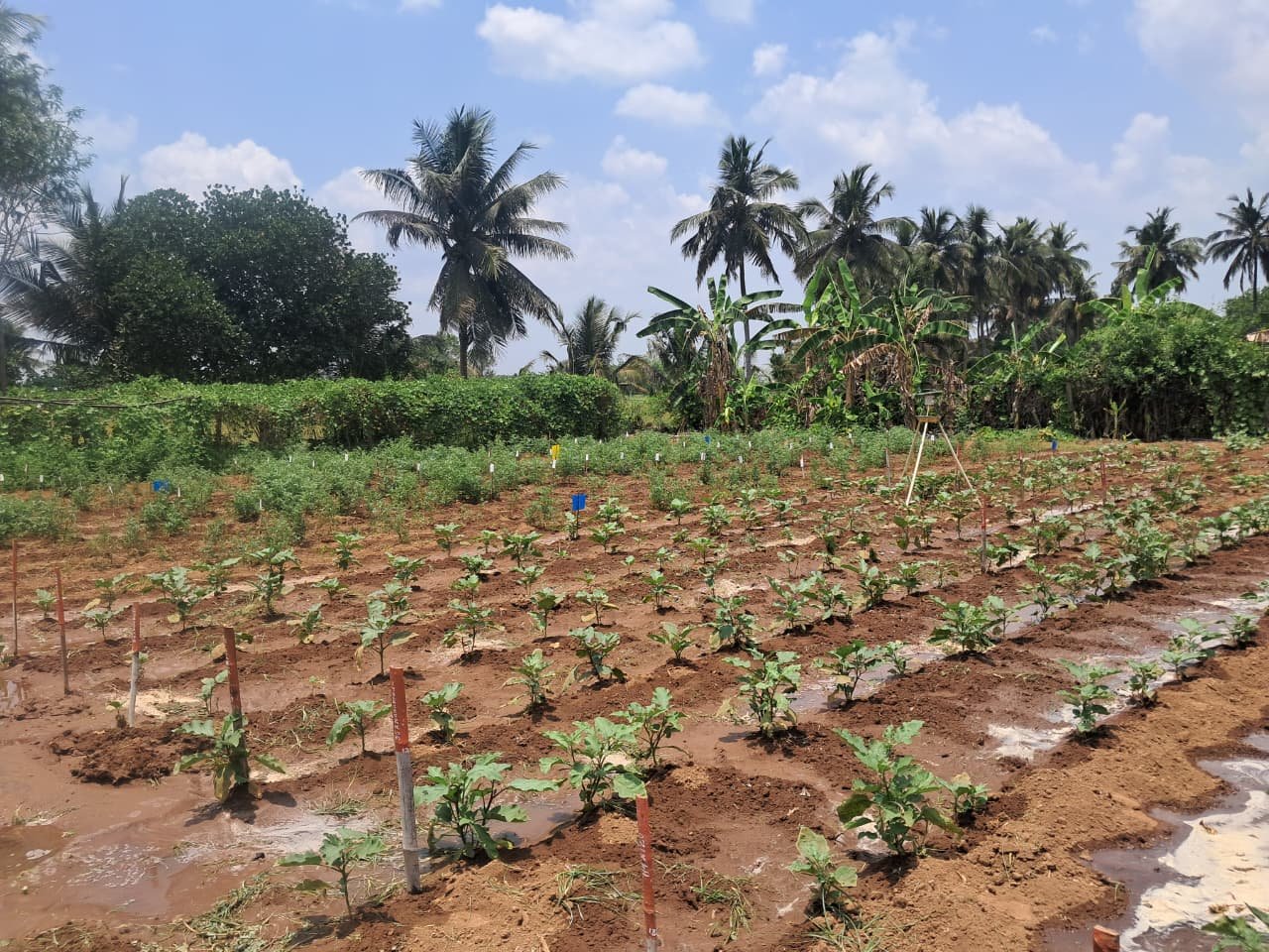 பாலூர் காய்கறி ஆராய்ச்சி நிலையம்! 5 பாலூர் காய்கறி ஆராய்ச்சி நிலையம்!