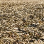 Crop residues