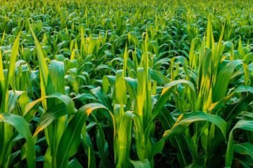 பயிர்ப் பாதுகாப்பில் கடைப்பிடிக்க வேண்டிய 9 முக்கியக் கோட்பாடுகள்!