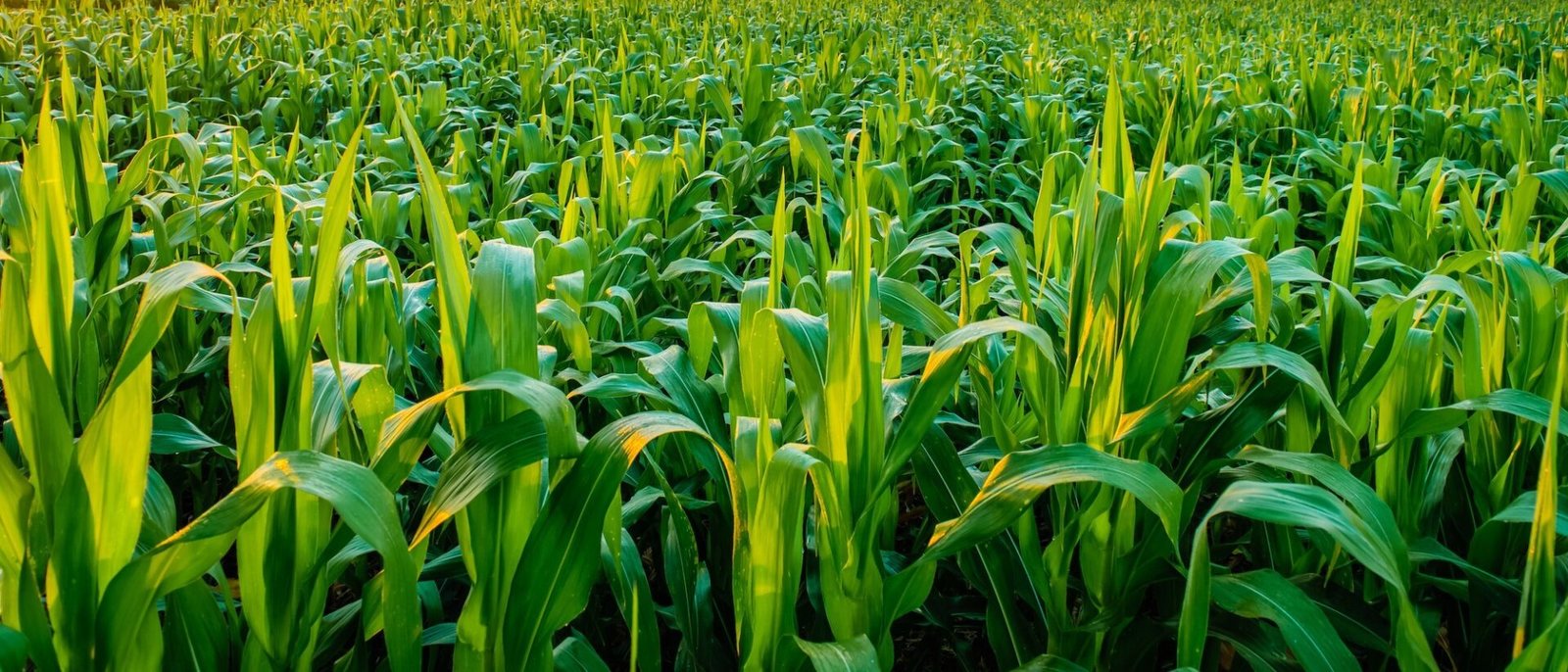 Crop Protection