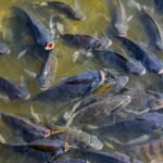 Fish Farming