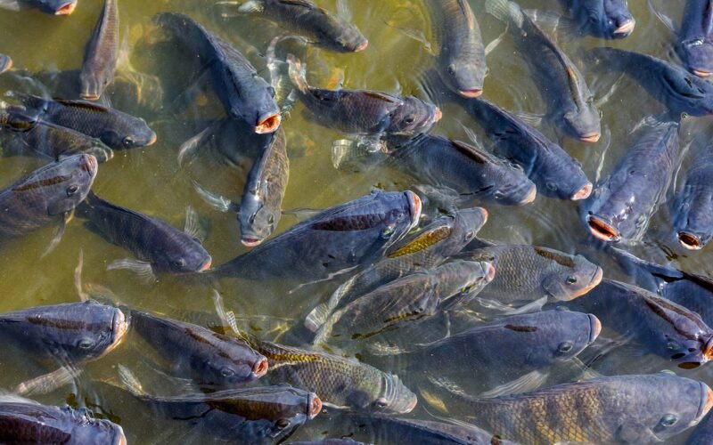 உவர்நீர் மீன் வளர்ப்பில் நோய்த்தடுப்பு முறைகள்! 1 Fish Farming