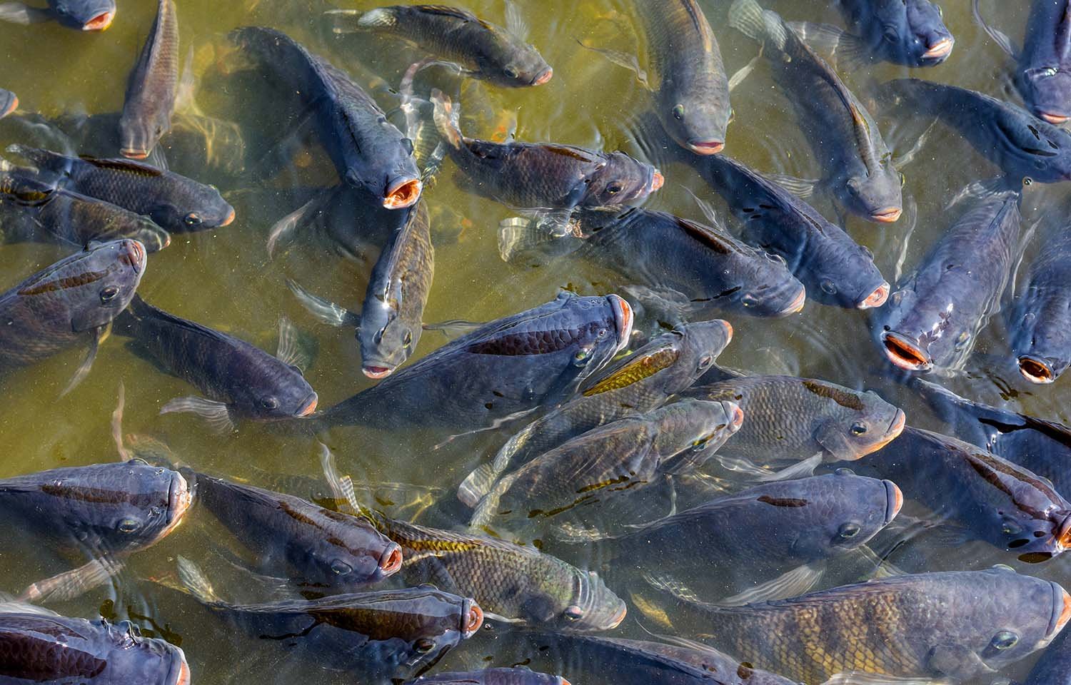 Fish Farming