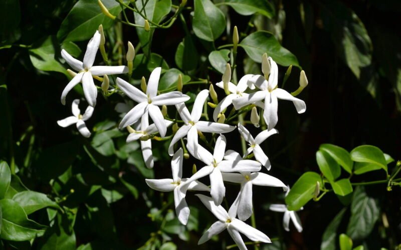 மலர் சாகுபடியில் மனம் போல் காசு பார்க்கலாம்! 1 மலர் சாகுபடியில் மனம் போல் காசு பார்க்கலாம்!