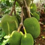 Jackfruit