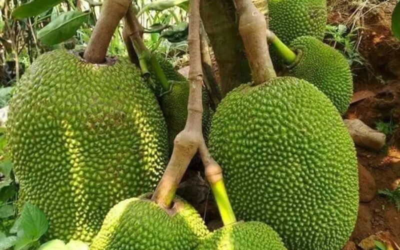பலா சாகுபடி! 1 Jackfruit