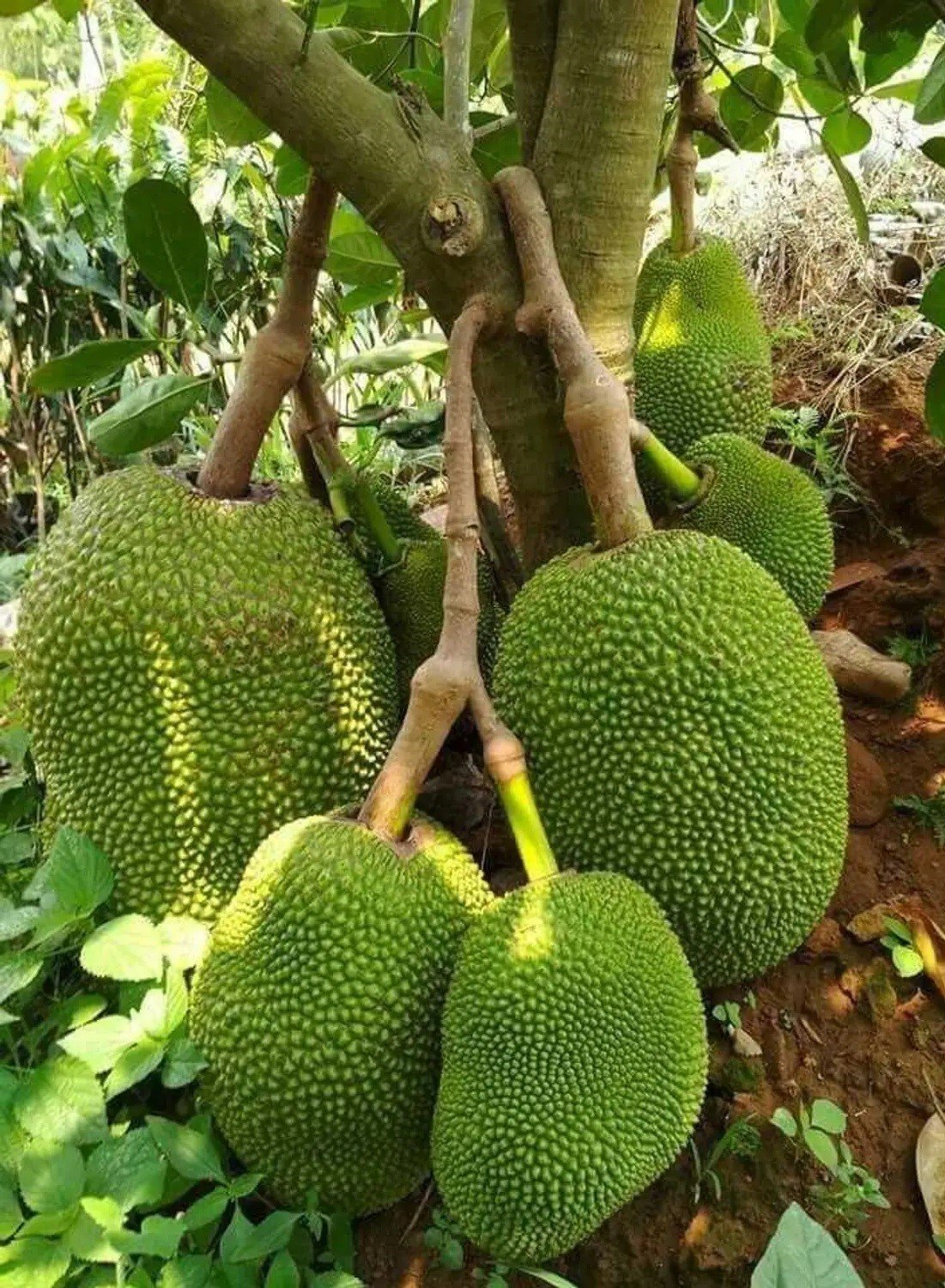 Jackfruit