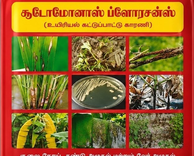 வேர் மண்டலத்தைப் பாதுகாக்கும் சூடோமோனாஸ் ஃப்ளோரசென்ஸ்! 1 வேர் மண்டலத்தைப் பாதுகாக்கும் சூடோமோனாஸ் ஃப்ளோரசென்ஸ்!