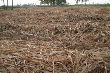 கரும்புத்தோகை மற்றும் ஆலைக்கழிவை ஊட்டமேற்றிய உரமாக மாற்றுதல்!