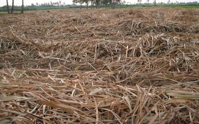 கரும்புத்தோகை மற்றும் ஆலைக்கழிவை ஊட்டமேற்றிய உரமாக மாற்றுதல்! 1 Fertilizer