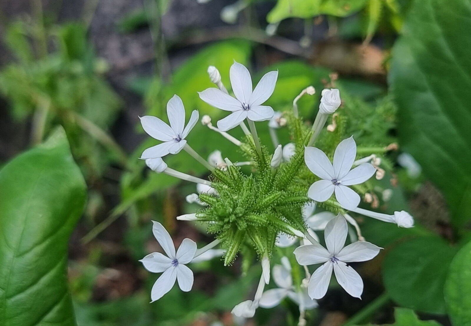 Plumbago zeylanica