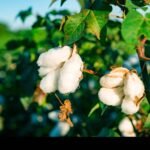 பருத்தியில் மாவுப்பூச்சிக் கட்டுப்பாடு!