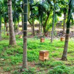 மகசூல் உற்பத்தியில் தேனீக்களின் பங்கு! COCONUT HONEY https://pachaiboomi.net/57940506-2/