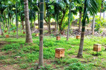 மகசூல் உற்பத்தியில் தேனீக்களின் பங்கு!