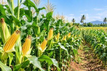 மானாவாரிக்கு ஏற்ற புதிய வீரிய ஒட்டு மக்காச்சோளம்!
