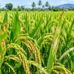 நெற்பயிரைத் தாக்கும் நோய்களும் அவற்றுக்கான தீர்வுகளும்!