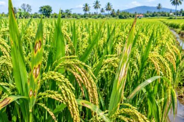 நெற்பயிரைத் தாக்கும் நோய்களும் அவற்றுக்கான தீர்வுகளும்!