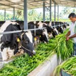 நிலையான மற்றும் கூடுதல் பால் உற்பத்திக்கான வழிமுறைகள்!