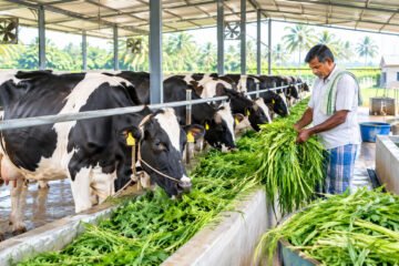 நிலையான மற்றும் கூடுதல் பால் உற்பத்திக்கான வழிமுறைகள்!