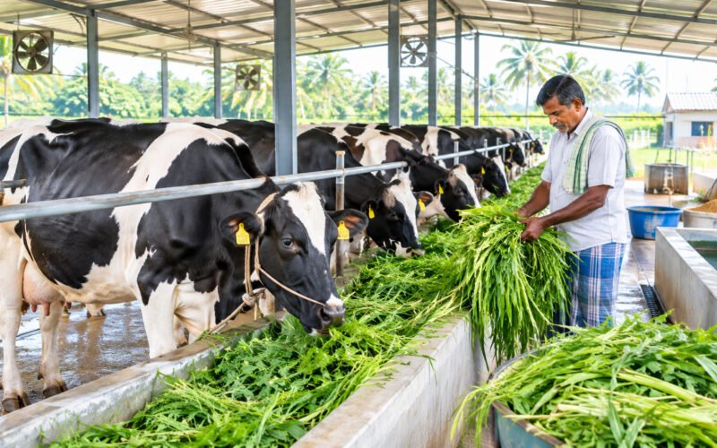 நிலையான மற்றும் கூடுதல் பால் உற்பத்திக்கான வழிமுறைகள்!