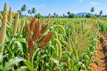 குறைந்த நீரில் கை கொடுக்கும் சிறுதானியங்கள்!