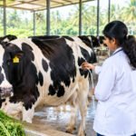 கறவை மாடுகளின் சூலகத்தில் உருவாகும் நீர்க்கட்டிகள்!