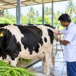 கறவை மாடுகளில் ஏற்படும் மலட்டுத் தன்மைக்கான காரணிகள்!