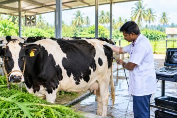 கறவை மாடுகளில் ஏற்படும் மலட்டுத் தன்மைக்கான காரணிகள்!