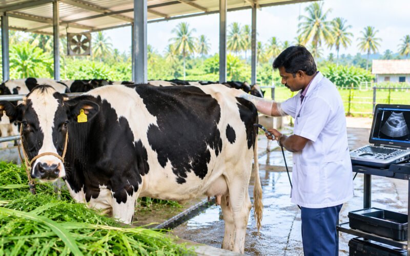 கறவை மாடுகளில் ஏற்படும் மலட்டுத் தன்மைக்கான காரணிகள்! 1 கறவை மாடுகளில் ஏற்படும் மலட்டுத் தன்மைக்கான காரணிகள்!