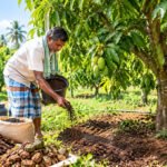 மா சாகுபடி சிறக்க உதவும் உயிர் உரங்கள்!