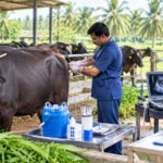 எருமைகளில் சினைப்பருவ நிர்வாகம்!