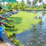 மீன் குளத்தில் அசோலா வளர்ப்பு!