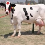 கறவை மாடுகளில் ஏற்படும் மலட்டுத் தன்மைக்கான காரணிகள்! IND MILK COW https://pachaiboomi.net/589707-2/