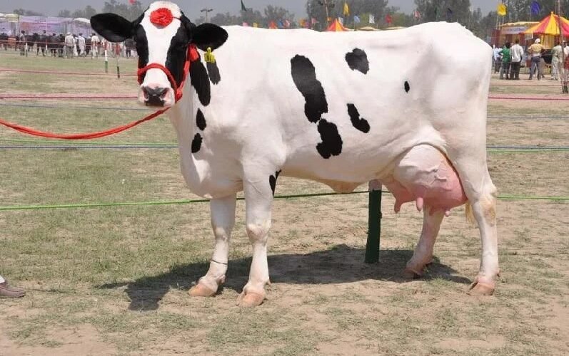கறவை மாடுகளில் ஏற்படும் மலட்டுத் தன்மைக்கான காரணிகள்! IND MILK COW https://pachaiboomi.net/579607-2/