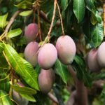 மா சாகுபடி சிறக்க உதவும் உயிர் உரங்கள்!