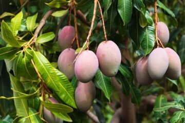 மா சாகுபடி சிறக்க உதவும் உயிர் உரங்கள்!