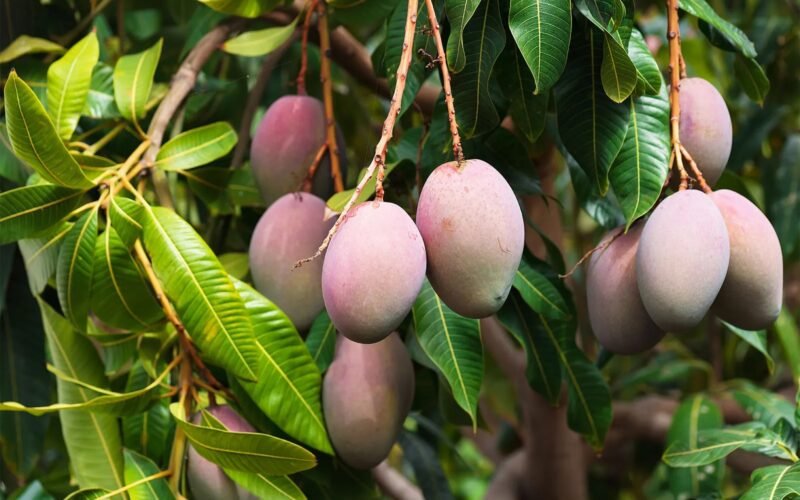 மா சாகுபடி சிறக்க உதவும் உயிர் உரங்கள்!