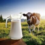 நிலையான மற்றும் கூடுதல் பால் உற்பத்திக்கான வழிமுறைகள்! MILK https://pachaiboomi.net/589604-2/