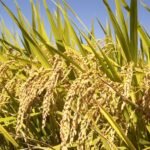 நெற்பயிரைத் தாக்கும் நோய்களும் அவற்றுக்கான தீர்வுகளும்! Paddy crops 2 https://pachaiboomi.net/4795606-2/