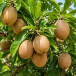 சரியான உத்திகளைக் கடைப்பிடித்தால் இலாபம் பார்க்கலாம்! SAPPOTTA https://pachaiboomi.net/6807075-2/