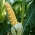 மானாவாரிக்கு ஏற்ற புதிய வீரிய ஒட்டு மக்காச்சோளம்! maize cob https://pachaiboomi.net/589359050-2/