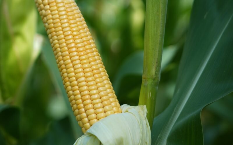 மானாவாரிக்கு ஏற்ற புதிய வீரிய ஒட்டு மக்காச்சோளம்! 1 மானாவாரிக்கு ஏற்ற புதிய வீரிய ஒட்டு மக்காச்சோளம்! maize cob https://pachaiboomi.net/57940506-2/