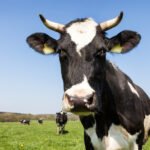 கறவை மாடுகளின் சூலகத்தில் உருவாகும் நீர்க்கட்டிகள்! milk cow https://pachaiboomi.net/789506-2/