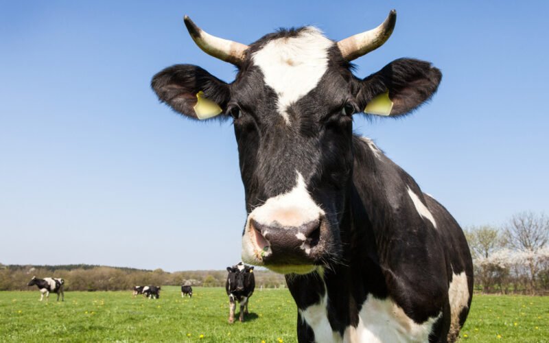 கறவை மாடுகளின் சூலகத்தில் உருவாகும் நீர்க்கட்டிகள்! milk cow https://pachaiboomi.net/589707-2/