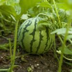 தர்ப்பூசணியில் அதிக மகசூலுக்கான வழிமுறைகள்! watermelon crops https://pachaiboomi.net/76904056-2/