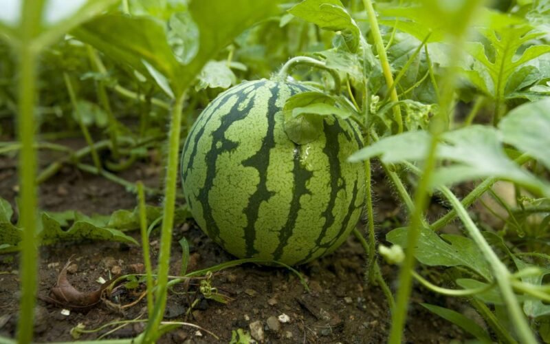 தர்ப்பூசணியில் அதிக மகசூலுக்கான வழிமுறைகள்! watermelon crops https://pachaiboomi.net/6807075-2/