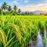 நெல் தன் வரலாறு கூறுதல்!