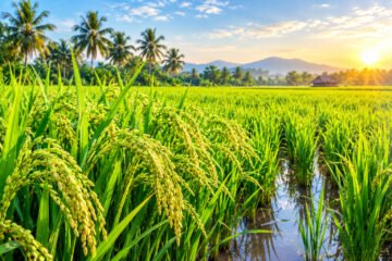 நெல் தன் வரலாறு கூறுதல்!