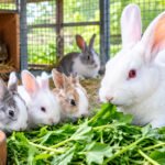 முயல் வளர்ப்பில் கோடைக்கால வெப்ப அழுத்த மேலாண்மை!