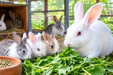 முயல் வளர்ப்பில் கோடைக்கால வெப்ப அழுத்த மேலாண்மை!